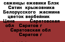 саженцы ежевики Блэк Сатин, крыжовника Белорусского, жасмина, цветок вербейник,  › Цена ­ 180 - Саратовская обл., Саратов г.  »    . Саратовская обл.,Саратов г.